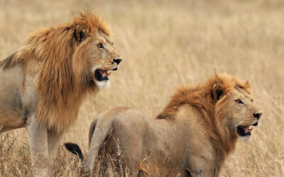 Lions in Ruaha national park