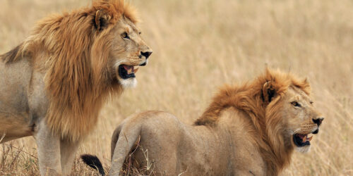Lions in Ruaha national park