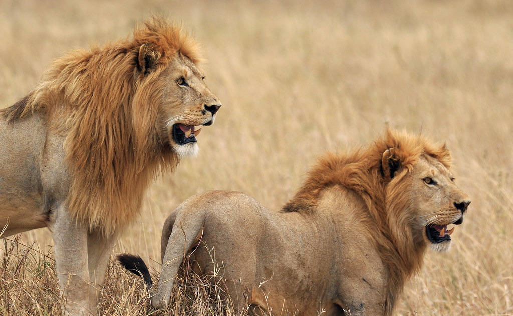 Lions in Ruaha national park