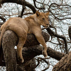 lions in lake Manyara