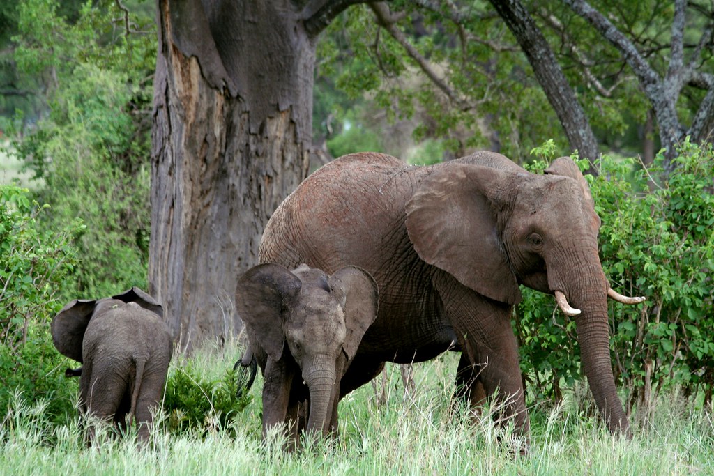 big elephants at Tarangire national park