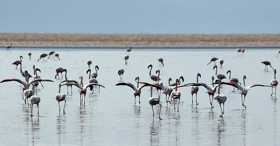flamingos at Lake Natron