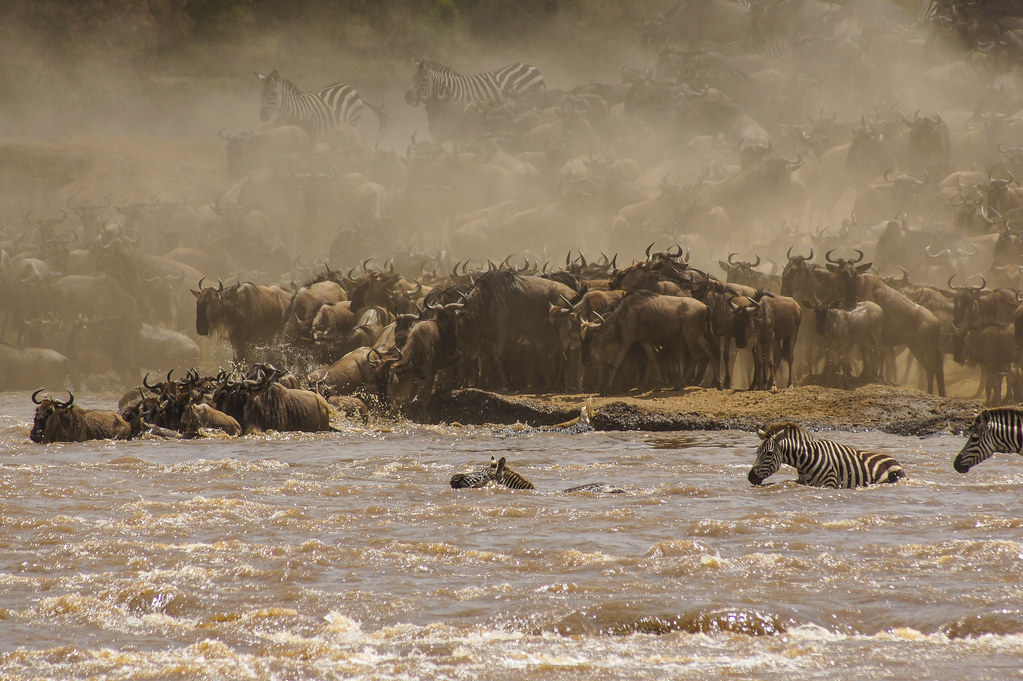 wildebeest crossing at Mara river
