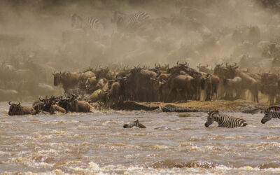 mara river crossing of the wildebeest