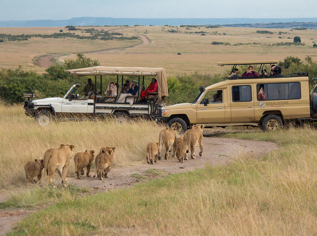 a serenget safari adventure