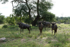 resident wildebeest in Ngorongoro