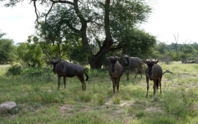 wildebeest in ngorongoro