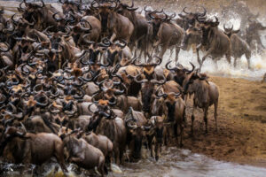 wildebeest migration