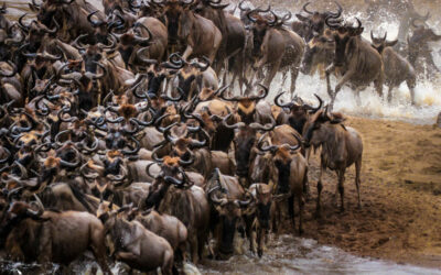 wildebeest migration