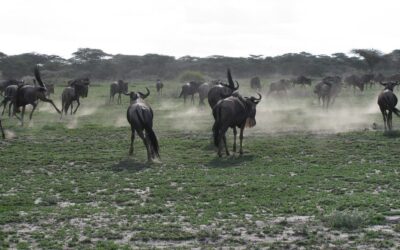 wildebeest in serengeti national park