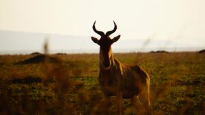 Elands in Serengeti