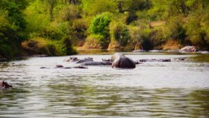 hippos at serengeti