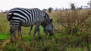 zebras